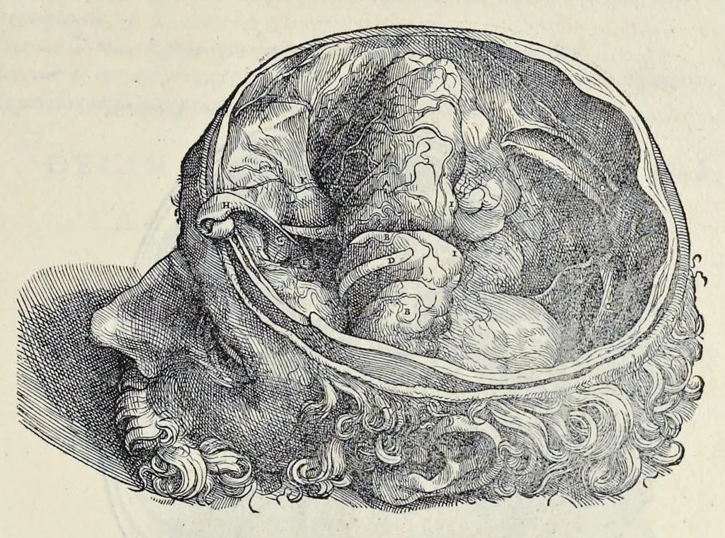 An illustration from Andreae Vesalii Bruxellensis, scholae medicorum Patauinae professoris De humani corporis fabrica libri septem, 1543, leaf 642
