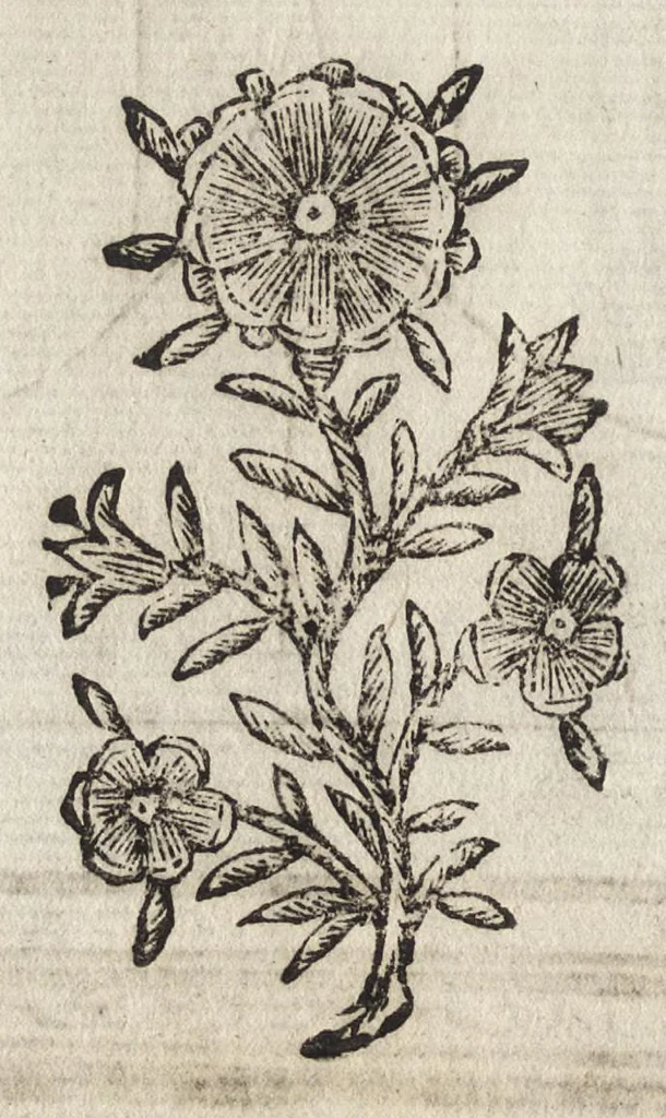 An illustration from Paradossi per pratticare la prospettiva senza saperla, fiori, per facilitare l'intelligenza, frutti, per non operare alla cieca. Cognitioni necessarie à pittori, scultori, architetti, ed à qualunque si diletta di disegno, 1683, leaf 105