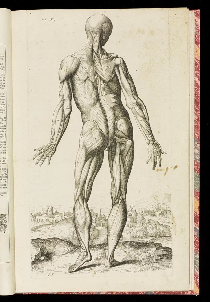 An illustration from Abregé d'anatomie, accommodé aux arts de peinture et de sculpture : et mis dans un ordre nouveau, dont la methode est tres-facile ... : ouvrage tres-utile, & tres necessaire à tous ceux qui font profession du dessein, 1668, leaf 28