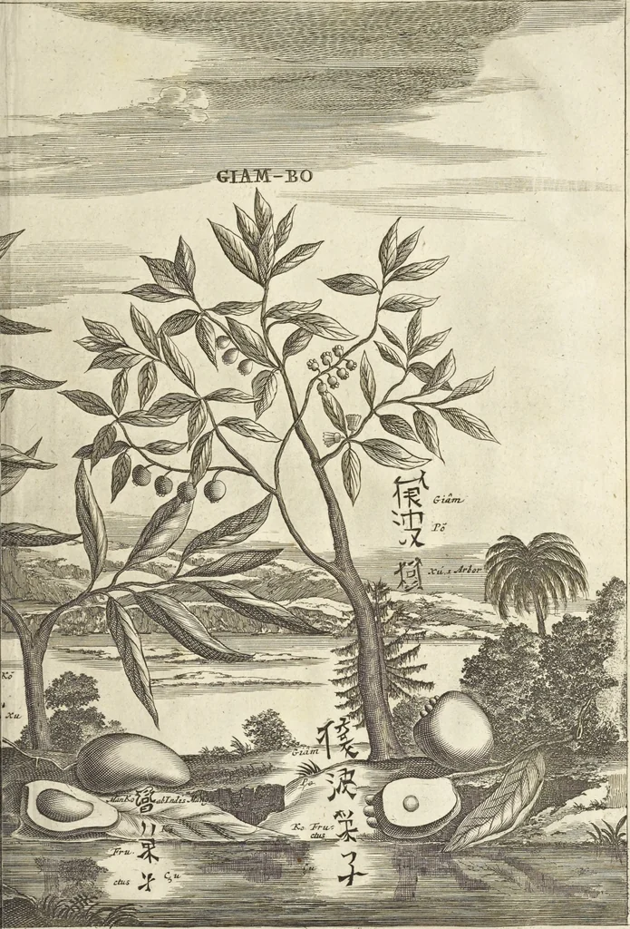An illustration from Gedenkwaerdig bedryf der Nederlandsche Oost-Indische Maetschappye, op de kuste en in het keizerrijk van Taising of Sina : behelzende het tweede gezandschap aen den onder-koning Singlamong en veldheer Taising Lipoui, door Jan van Kampen en Konstantyn Nobel : vervolgt met een verhael van het voorgevallen des jaers zestien hondert drie en vier en zestig, op de kuste van Sina, en ontrent d'eilanden Tayowan, Formosa, Ay en Quemuy, onder't gezag van Balthasar Bort : en het derde gezandschap aen Konchy, Tartarsche keizer van Sina en Oost-Tartarye : onder beleit van zijne ed. Pieter van Hoorn : beneffens een beschryving van geheel Sina : verçiert doorgaens met verscheide kopere platen, 1670, leaf 1005