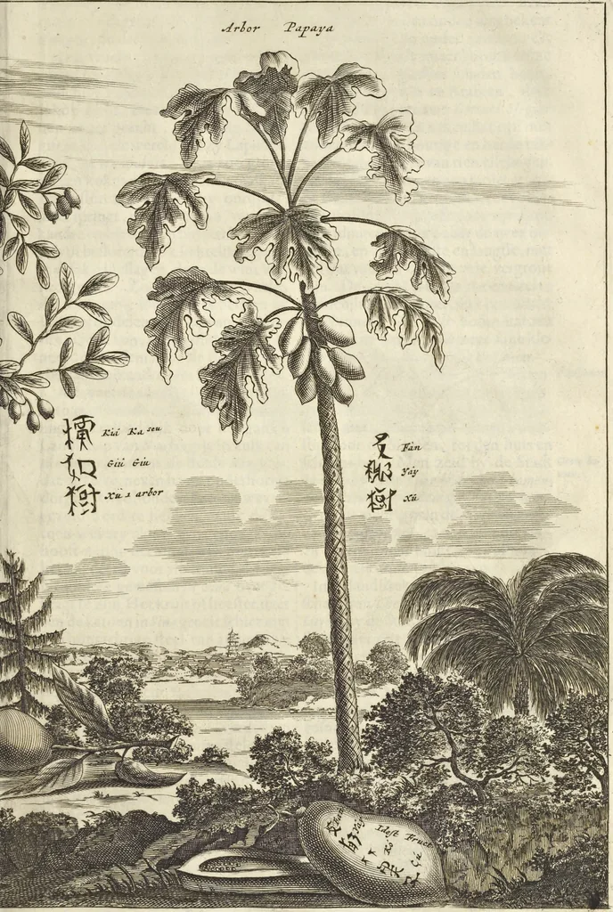An illustration from Gedenkwaerdig bedryf der Nederlandsche Oost-Indische Maetschappye, op de kuste en in het keizerrijk van Taising of Sina : behelzende het tweede gezandschap aen den onder-koning Singlamong en veldheer Taising Lipoui, door Jan van Kampen en Konstantyn Nobel : vervolgt met een verhael van het voorgevallen des jaers zestien hondert drie en vier en zestig, op de kuste van Sina, en ontrent d'eilanden Tayowan, Formosa, Ay en Quemuy, onder't gezag van Balthasar Bort : en het derde gezandschap aen Konchy, Tartarsche keizer van Sina en Oost-Tartarye : onder beleit van zijne ed. Pieter van Hoorn : beneffens een beschryving van geheel Sina : verçiert doorgaens met verscheide kopere platen, 1670, leaf 1017