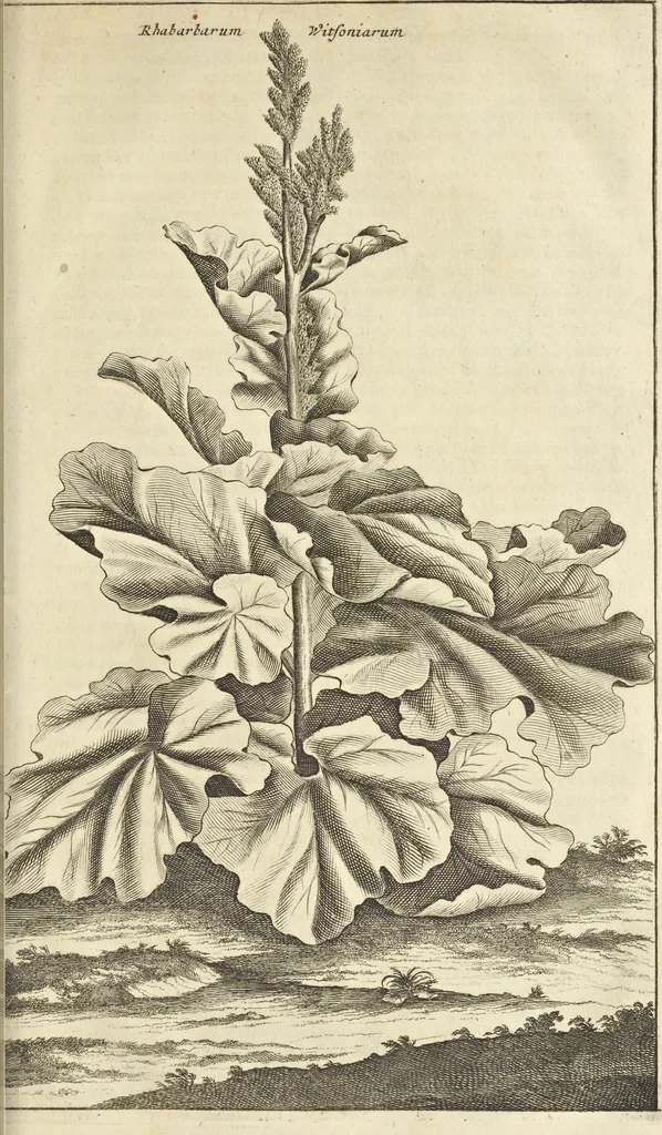 An illustration from Gedenkwaerdig bedryf der Nederlandsche Oost-Indische Maetschappye, op de kuste en in het keizerrijk van Taising of Sina : behelzende het tweede gezandschap aen den onder-koning Singlamong en veldheer Taising Lipoui, door Jan van Kampen en Konstantyn Nobel : vervolgt met een verhael van het voorgevallen des jaers zestien hondert drie en vier en zestig, op de kuste van Sina, en ontrent d'eilanden Tayowan, Formosa, Ay en Quemuy, onder't gezag van Balthasar Bort : en het derde gezandschap aen Konchy, Tartarsche keizer van Sina en Oost-Tartarye : onder beleit van zijne ed. Pieter van Hoorn : beneffens een beschryving van geheel Sina : verçiert doorgaens met verscheide kopere platen, 1670, leaf 991