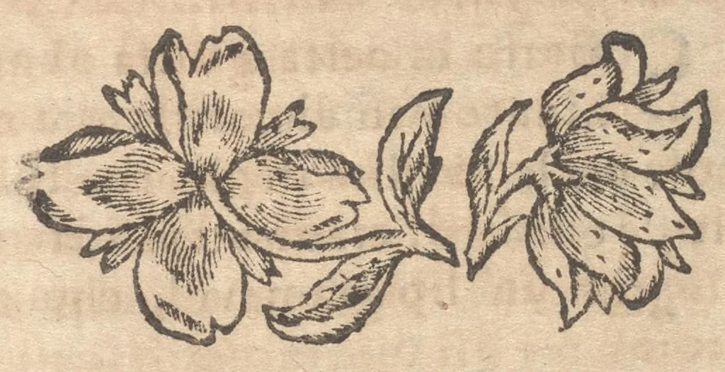An illustration from Guida de' forestieri : curiosi di vedere, e d'intendere le cose più notabili della regal città di Napoli, e del suo amenissimo distretto, 1688, leaf 604