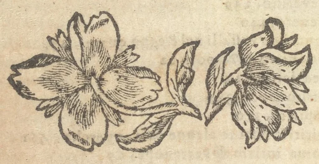 An illustration from Guida de' forestieri : curiosi di vedere, e d'intendere le cose più notabili della regal città di Napoli, e del suo amenissimo distretto, 1688, leaf 657