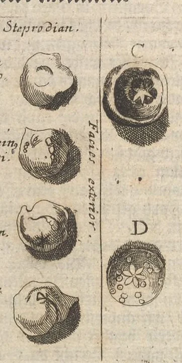 An illustration from Museum museorum, oder, Vollständige Schau Bühne aller Materialien und Specereyen : nebst deren natürlichen Beschreibung, Election, Nutzen und Gebrauch, aus andern Material-Kunst-und Naturalien-Kammern, oost-und-west-indischen Reiss-Beschreibungen ... : wie auch selbst-eigenen Erfahrung, zum Vorschub der studirenden Jugend, Materialisten ... u.s.w. also verfasset, und mit etlich hundert sauberen Kupfferstücken unter Augen geleget, 1714, leaf 111