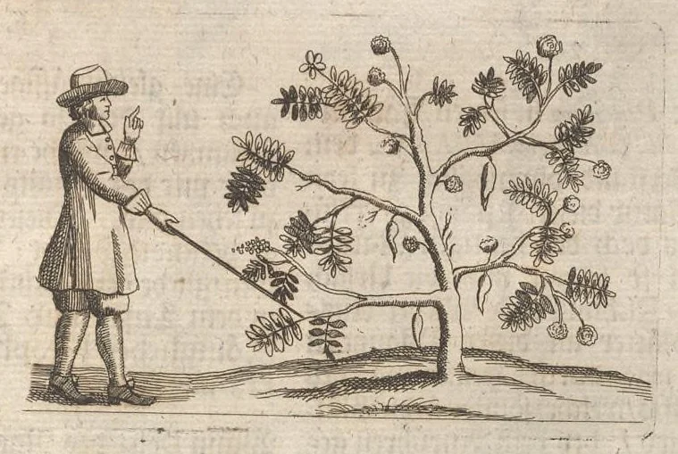 An illustration from Museum museorum, oder, Vollständige Schau Bühne aller Materialien und Specereyen : nebst deren natürlichen Beschreibung, Election, Nutzen und Gebrauch, aus andern Material-Kunst-und Naturalien-Kammern, oost-und-west-indischen Reiss-Beschreibungen ... : wie auch selbst-eigenen Erfahrung, zum Vorschub der studirenden Jugend, Materialisten ... u.s.w. also verfasset, und mit etlich hundert sauberen Kupfferstücken unter Augen geleget, 1714, leaf 128