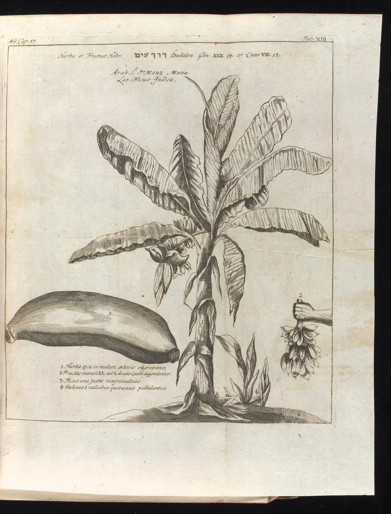An illustration from Museum museorum, oder, Vollständige Schau Bühne aller Materialien und Specereyen : nebst deren natürlichen Beschreibung, Election, Nutzen und Gebrauch, aus andern Material-Kunst-und Naturalien-Kammern, oost-und-west-indischen Reiss-Beschreibungen ... : wie auch selbst-eigenen Erfahrung, zum Vorschub der studirenden Jugend, Materialisten ... u.s.w. also verfasset, und mit etlich hundert sauberen Kupfferstücken unter Augen geleget, 1714, leaf 136