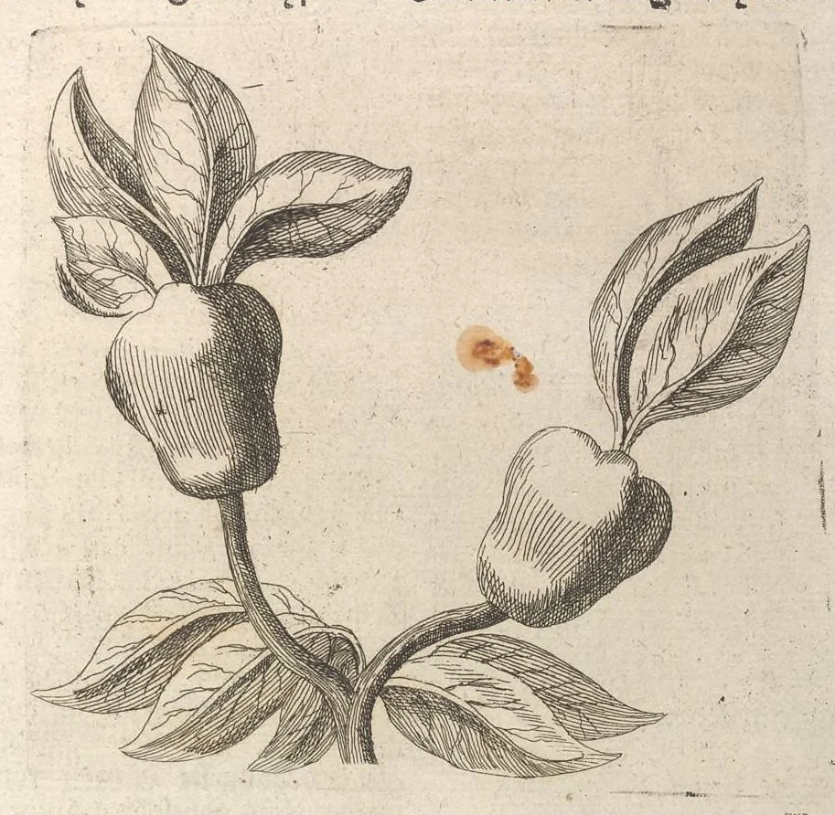 An illustration from Museum museorum, oder, Vollständige Schau Bühne aller Materialien und Specereyen : nebst deren natürlichen Beschreibung, Election, Nutzen und Gebrauch, aus andern Material-Kunst-und Naturalien-Kammern, oost-und-west-indischen Reiss-Beschreibungen ... : wie auch selbst-eigenen Erfahrung, zum Vorschub der studirenden Jugend, Materialisten ... u.s.w. also verfasset, und mit etlich hundert sauberen Kupfferstücken unter Augen geleget, 1714, leaf 148
