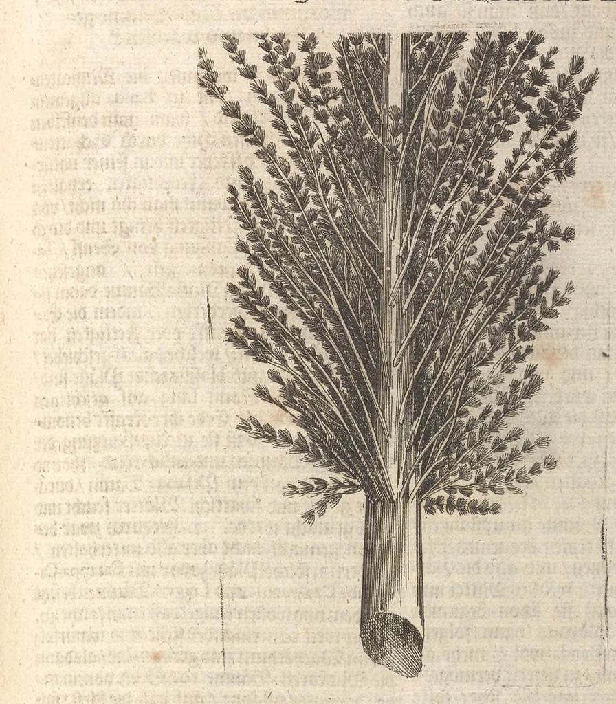 An illustration from Museum museorum, oder, Vollständige Schau Bühne aller Materialien und Specereyen : nebst deren natürlichen Beschreibung, Election, Nutzen und Gebrauch, aus andern Material-Kunst-und Naturalien-Kammern, oost-und-west-indischen Reiss-Beschreibungen ... : wie auch selbst-eigenen Erfahrung, zum Vorschub der studirenden Jugend, Materialisten ... u.s.w. also verfasset, und mit etlich hundert sauberen Kupfferstücken unter Augen geleget, 1714, leaf 164