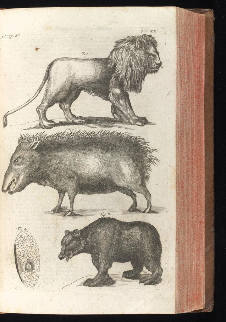 An illustration from Museum museorum, oder, Vollständige Schau Bühne aller Materialien und Specereyen : nebst deren natürlichen Beschreibung, Election, Nutzen und Gebrauch, aus andern Material-Kunst-und Naturalien-Kammern, oost-und-west-indischen Reiss-Beschreibungen ... : wie auch selbst-eigenen Erfahrung, zum Vorschub der studirenden Jugend, Materialisten ... u.s.w. also verfasset, und mit etlich hundert sauberen Kupfferstücken unter Augen geleget, 1714, leaf 204