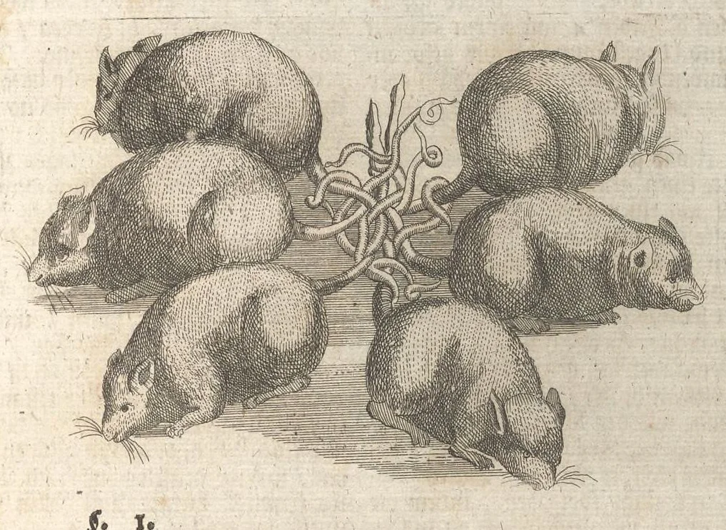 An illustration from Museum museorum, oder, Vollständige Schau Bühne aller Materialien und Specereyen : nebst deren natürlichen Beschreibung, Election, Nutzen und Gebrauch, aus andern Material-Kunst-und Naturalien-Kammern, oost-und-west-indischen Reiss-Beschreibungen ... : wie auch selbst-eigenen Erfahrung, zum Vorschub der studirenden Jugend, Materialisten ... u.s.w. also verfasset, und mit etlich hundert sauberen Kupfferstücken unter Augen geleget, 1714, leaf 232