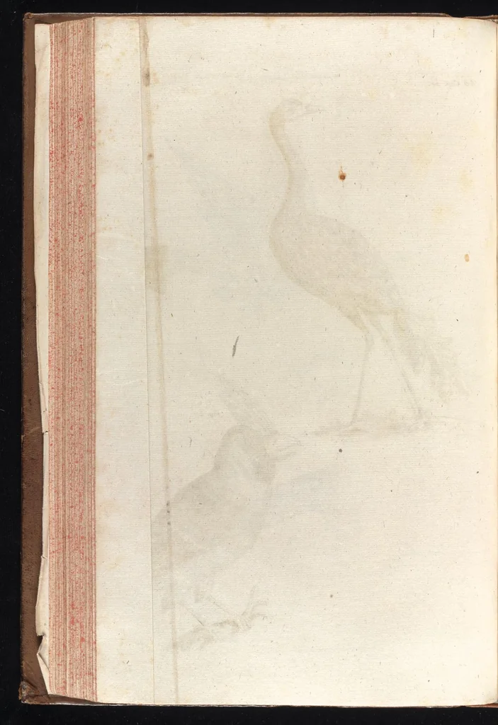 An illustration from Museum museorum, oder, Vollständige Schau Bühne aller Materialien und Specereyen : nebst deren natürlichen Beschreibung, Election, Nutzen und Gebrauch, aus andern Material-Kunst-und Naturalien-Kammern, oost-und-west-indischen Reiss-Beschreibungen ... : wie auch selbst-eigenen Erfahrung, zum Vorschub der studirenden Jugend, Materialisten ... u.s.w. also verfasset, und mit etlich hundert sauberen Kupfferstücken unter Augen geleget, 1714, leaf 241