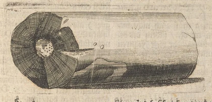 An illustration from Museum museorum, oder, Vollständige Schau Bühne aller Materialien und Specereyen : nebst deren natürlichen Beschreibung, Election, Nutzen und Gebrauch, aus andern Material-Kunst-und Naturalien-Kammern, oost-und-west-indischen Reiss-Beschreibungen ... : wie auch selbst-eigenen Erfahrung, zum Vorschub der studirenden Jugend, Materialisten ... u.s.w. also verfasset, und mit etlich hundert sauberen Kupfferstücken unter Augen geleget, 1714, leaf 62