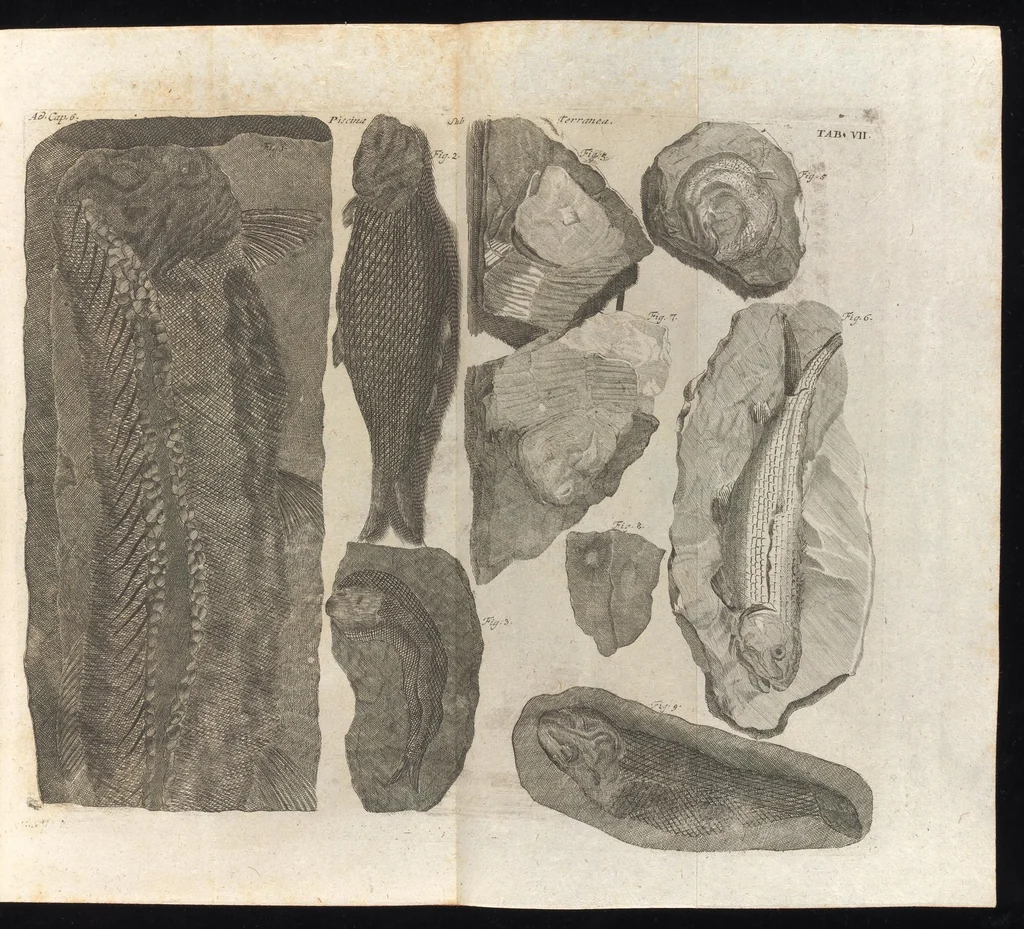 An illustration from Museum museorum, oder, Vollständige Schau Bühne aller Materialien und Specereyen : nebst deren natürlichen Beschreibung, Election, Nutzen und Gebrauch, aus andern Material-Kunst-und Naturalien-Kammern, oost-und-west-indischen Reiss-Beschreibungen ... : wie auch selbst-eigenen Erfahrung, zum Vorschub der studirenden Jugend, Materialisten ... u.s.w. also verfasset, und mit etlich hundert sauberen Kupfferstücken unter Augen geleget, 1714, leaf 78