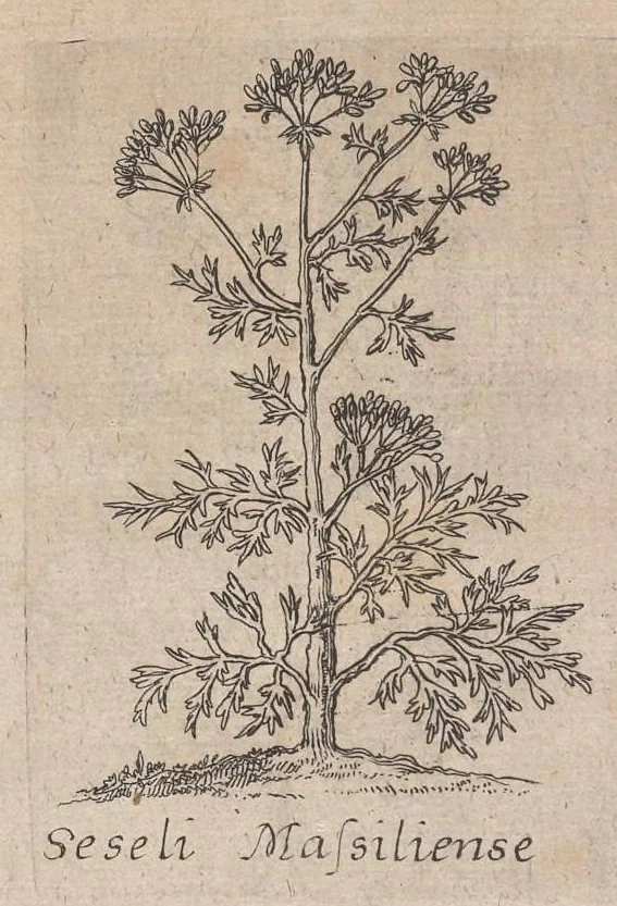 An illustration from Museum museorum, oder, Vollständige Schau Bühne aller Materialien und Specereyen : nebst deren natürlichen Beschreibung, Election, Nutzen und Gebrauch, aus andern Material-Kunst-und Naturalien-Kammern, oost-und-west-indischen Reiss-Beschreibungen ... : wie auch selbst-eigenen Erfahrung, zum Vorschub der studirenden Jugend, Materialisten ... u.s.w. also verfasset, und mit etlich hundert sauberen Kupfferstücken unter Augen geleget, 1714, leaf 146