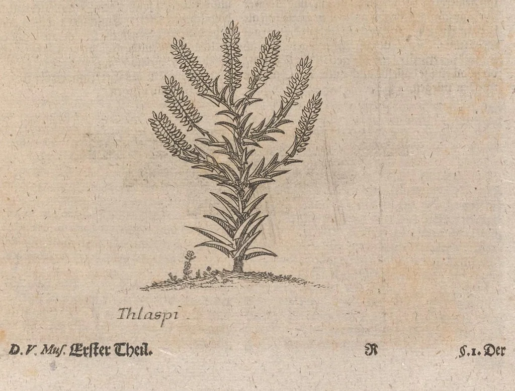 An illustration from Museum museorum, oder, Vollständige Schau Bühne aller Materialien und Specereyen : nebst deren natürlichen Beschreibung, Election, Nutzen und Gebrauch, aus andern Material-Kunst-und Naturalien-Kammern, oost-und-west-indischen Reiss-Beschreibungen ... : wie auch selbst-eigenen Erfahrung, zum Vorschub der studirenden Jugend, Materialisten ... u.s.w. also verfasset, und mit etlich hundert sauberen Kupfferstücken unter Augen geleget, 1714, leaf 162
