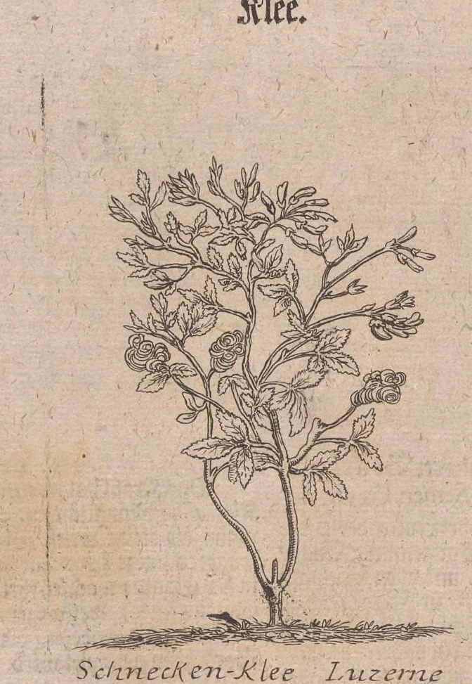 An illustration from Museum museorum, oder, Vollständige Schau Bühne aller Materialien und Specereyen : nebst deren natürlichen Beschreibung, Election, Nutzen und Gebrauch, aus andern Material-Kunst-und Naturalien-Kammern, oost-und-west-indischen Reiss-Beschreibungen ... : wie auch selbst-eigenen Erfahrung, zum Vorschub der studirenden Jugend, Materialisten ... u.s.w. also verfasset, und mit etlich hundert sauberen Kupfferstücken unter Augen geleget, 1714, leaf 169