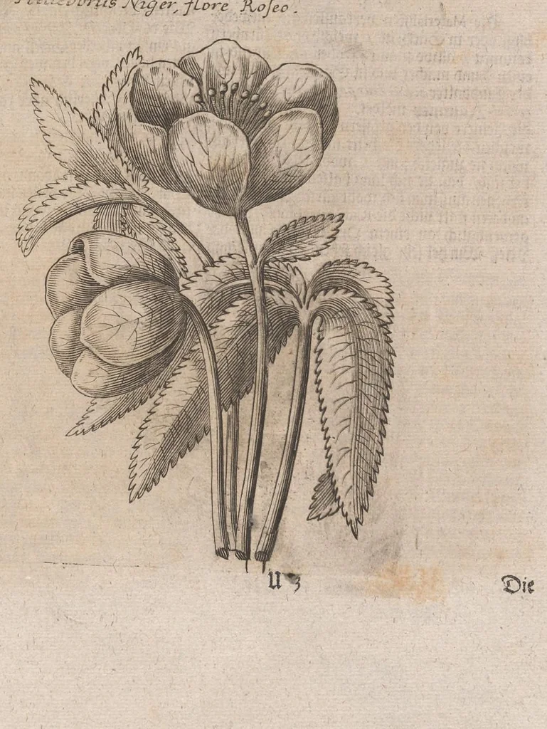 An illustration from Museum museorum, oder, Vollständige Schau Bühne aller Materialien und Specereyen : nebst deren natürlichen Beschreibung, Election, Nutzen und Gebrauch, aus andern Material-Kunst-und Naturalien-Kammern, oost-und-west-indischen Reiss-Beschreibungen ... : wie auch selbst-eigenen Erfahrung, zum Vorschub der studirenden Jugend, Materialisten ... u.s.w. also verfasset, und mit etlich hundert sauberen Kupfferstücken unter Augen geleget, 1714, leaf 190