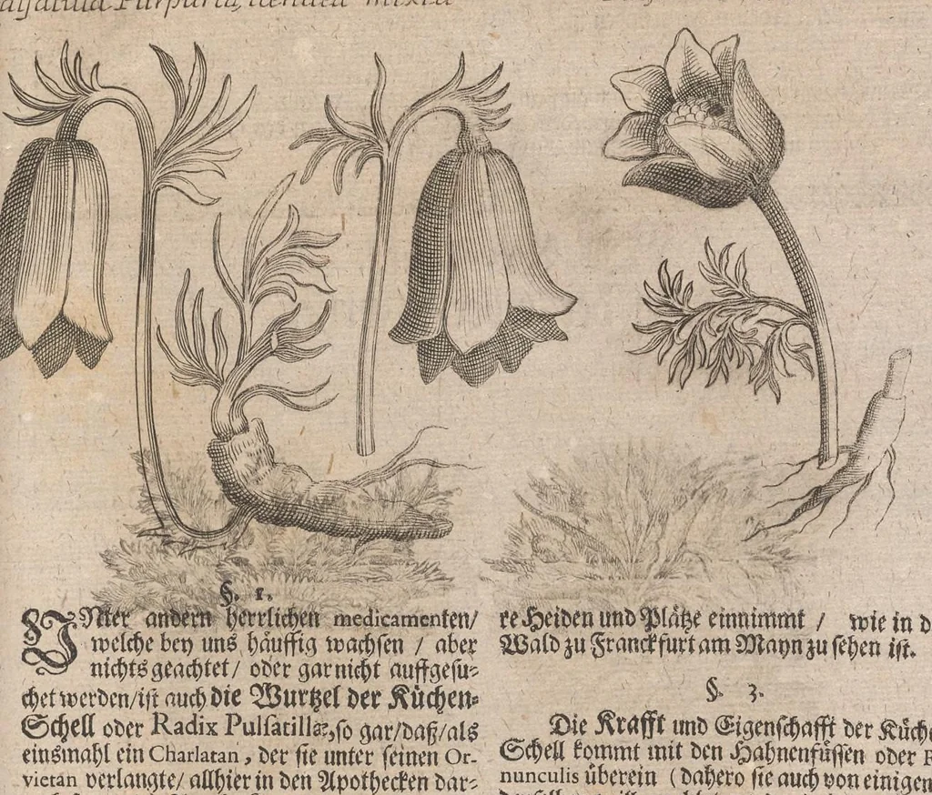 An illustration from Museum museorum, oder, Vollständige Schau Bühne aller Materialien und Specereyen : nebst deren natürlichen Beschreibung, Election, Nutzen und Gebrauch, aus andern Material-Kunst-und Naturalien-Kammern, oost-und-west-indischen Reiss-Beschreibungen ... : wie auch selbst-eigenen Erfahrung, zum Vorschub der studirenden Jugend, Materialisten ... u.s.w. also verfasset, und mit etlich hundert sauberen Kupfferstücken unter Augen geleget, 1714, leaf 204