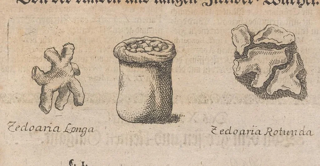 An illustration from Museum museorum, oder, Vollständige Schau Bühne aller Materialien und Specereyen : nebst deren natürlichen Beschreibung, Election, Nutzen und Gebrauch, aus andern Material-Kunst-und Naturalien-Kammern, oost-und-west-indischen Reiss-Beschreibungen ... : wie auch selbst-eigenen Erfahrung, zum Vorschub der studirenden Jugend, Materialisten ... u.s.w. also verfasset, und mit etlich hundert sauberen Kupfferstücken unter Augen geleget, 1714, leaf 218