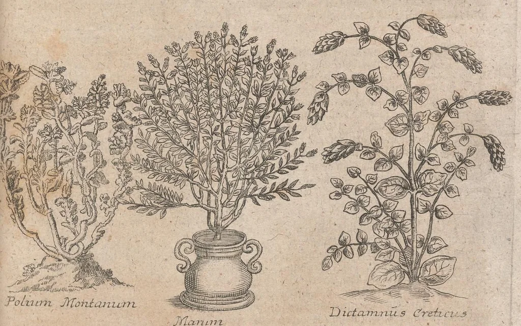 An illustration from Museum museorum, oder, Vollständige Schau Bühne aller Materialien und Specereyen : nebst deren natürlichen Beschreibung, Election, Nutzen und Gebrauch, aus andern Material-Kunst-und Naturalien-Kammern, oost-und-west-indischen Reiss-Beschreibungen ... : wie auch selbst-eigenen Erfahrung, zum Vorschub der studirenden Jugend, Materialisten ... u.s.w. also verfasset, und mit etlich hundert sauberen Kupfferstücken unter Augen geleget, 1714, leaf 246
