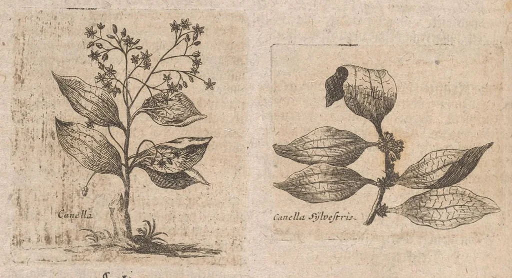 An illustration from Museum museorum, oder, Vollständige Schau Bühne aller Materialien und Specereyen : nebst deren natürlichen Beschreibung, Election, Nutzen und Gebrauch, aus andern Material-Kunst-und Naturalien-Kammern, oost-und-west-indischen Reiss-Beschreibungen ... : wie auch selbst-eigenen Erfahrung, zum Vorschub der studirenden Jugend, Materialisten ... u.s.w. also verfasset, und mit etlich hundert sauberen Kupfferstücken unter Augen geleget, 1714, leaf 283