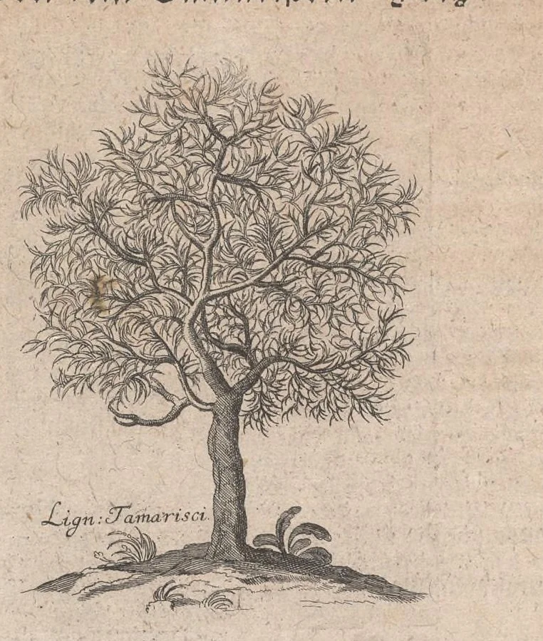 An illustration from Museum museorum, oder, Vollständige Schau Bühne aller Materialien und Specereyen : nebst deren natürlichen Beschreibung, Election, Nutzen und Gebrauch, aus andern Material-Kunst-und Naturalien-Kammern, oost-und-west-indischen Reiss-Beschreibungen ... : wie auch selbst-eigenen Erfahrung, zum Vorschub der studirenden Jugend, Materialisten ... u.s.w. also verfasset, und mit etlich hundert sauberen Kupfferstücken unter Augen geleget, 1714, leaf 299