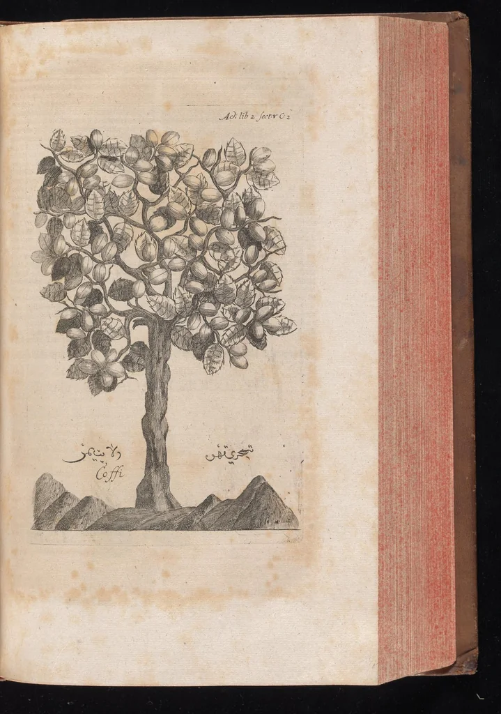An illustration from Museum museorum, oder, Vollständige Schau Bühne aller Materialien und Specereyen : nebst deren natürlichen Beschreibung, Election, Nutzen und Gebrauch, aus andern Material-Kunst-und Naturalien-Kammern, oost-und-west-indischen Reiss-Beschreibungen ... : wie auch selbst-eigenen Erfahrung, zum Vorschub der studirenden Jugend, Materialisten ... u.s.w. also verfasset, und mit etlich hundert sauberen Kupfferstücken unter Augen geleget, 1714, leaf 316
