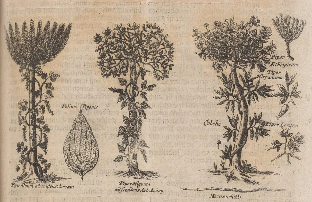 An illustration from Museum museorum, oder, Vollständige Schau Bühne aller Materialien und Specereyen : nebst deren natürlichen Beschreibung, Election, Nutzen und Gebrauch, aus andern Material-Kunst-und Naturalien-Kammern, oost-und-west-indischen Reiss-Beschreibungen ... : wie auch selbst-eigenen Erfahrung, zum Vorschub der studirenden Jugend, Materialisten ... u.s.w. also verfasset, und mit etlich hundert sauberen Kupfferstücken unter Augen geleget, 1714, leaf 332