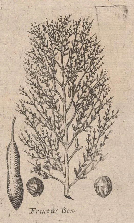 An illustration from Museum museorum, oder, Vollständige Schau Bühne aller Materialien und Specereyen : nebst deren natürlichen Beschreibung, Election, Nutzen und Gebrauch, aus andern Material-Kunst-und Naturalien-Kammern, oost-und-west-indischen Reiss-Beschreibungen ... : wie auch selbst-eigenen Erfahrung, zum Vorschub der studirenden Jugend, Materialisten ... u.s.w. also verfasset, und mit etlich hundert sauberen Kupfferstücken unter Augen geleget, 1714, leaf 366