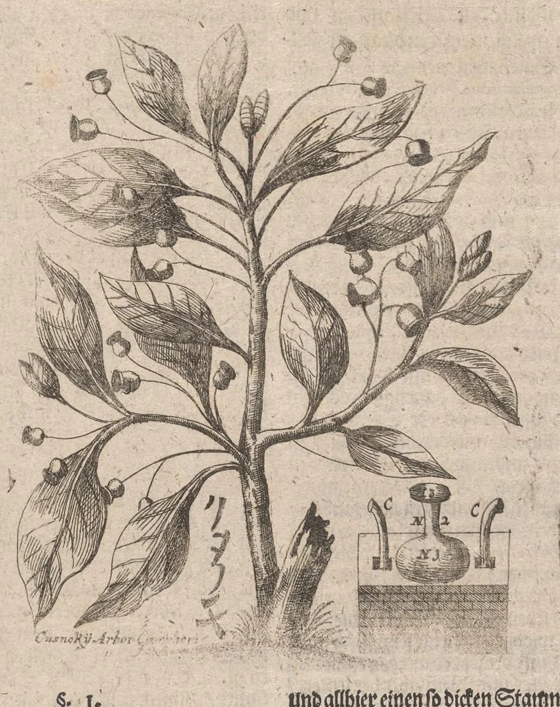 An illustration from Museum museorum, oder, Vollständige Schau Bühne aller Materialien und Specereyen : nebst deren natürlichen Beschreibung, Election, Nutzen und Gebrauch, aus andern Material-Kunst-und Naturalien-Kammern, oost-und-west-indischen Reiss-Beschreibungen ... : wie auch selbst-eigenen Erfahrung, zum Vorschub der studirenden Jugend, Materialisten ... u.s.w. also verfasset, und mit etlich hundert sauberen Kupfferstücken unter Augen geleget, 1714, leaf 396