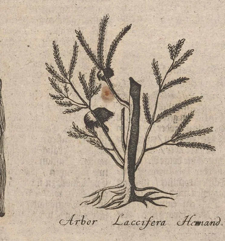 An illustration from Museum museorum, oder, Vollständige Schau Bühne aller Materialien und Specereyen : nebst deren natürlichen Beschreibung, Election, Nutzen und Gebrauch, aus andern Material-Kunst-und Naturalien-Kammern, oost-und-west-indischen Reiss-Beschreibungen ... : wie auch selbst-eigenen Erfahrung, zum Vorschub der studirenden Jugend, Materialisten ... u.s.w. also verfasset, und mit etlich hundert sauberen Kupfferstücken unter Augen geleget, 1714, leaf 434