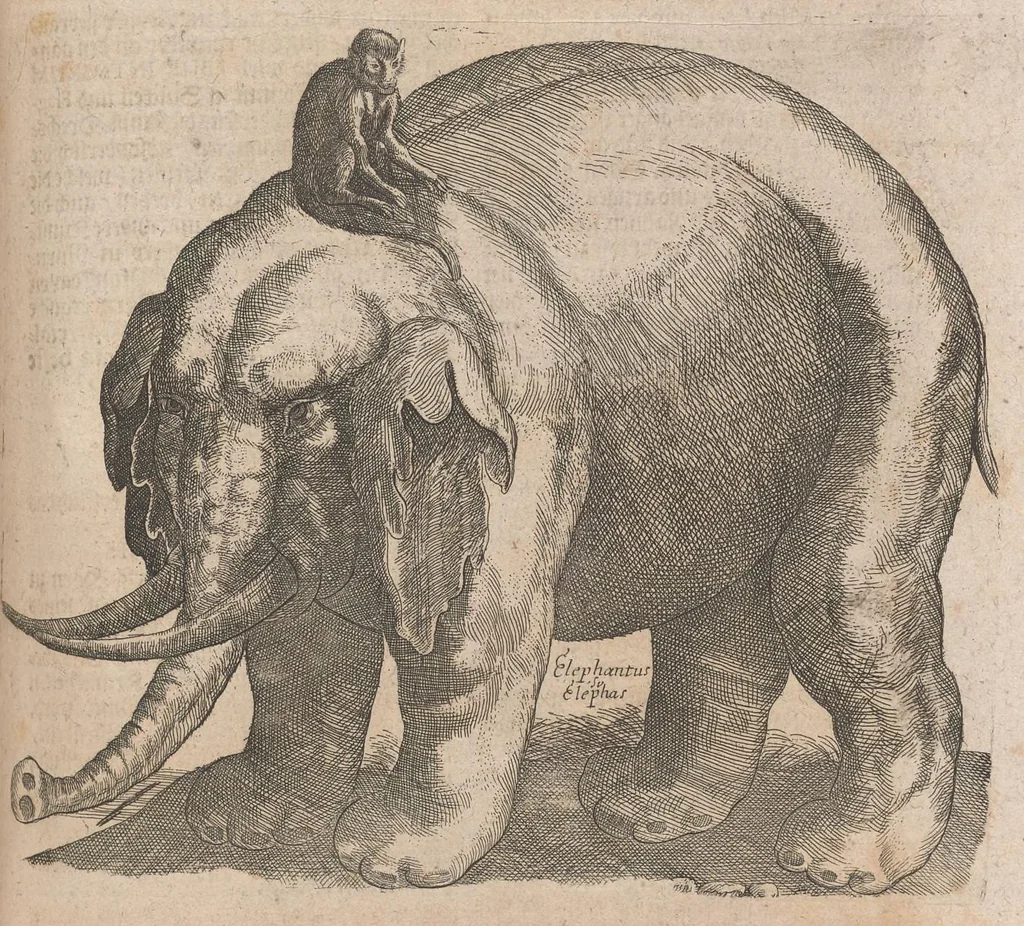 An illustration from Museum museorum, oder, Vollständige Schau Bühne aller Materialien und Specereyen : nebst deren natürlichen Beschreibung, Election, Nutzen und Gebrauch, aus andern Material-Kunst-und Naturalien-Kammern, oost-und-west-indischen Reiss-Beschreibungen ... : wie auch selbst-eigenen Erfahrung, zum Vorschub der studirenden Jugend, Materialisten ... u.s.w. also verfasset, und mit etlich hundert sauberen Kupfferstücken unter Augen geleget, 1714, leaf 458