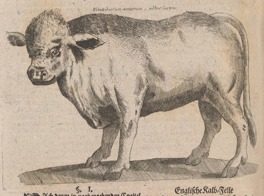 An illustration from Museum museorum, oder, Vollständige Schau Bühne aller Materialien und Specereyen : nebst deren natürlichen Beschreibung, Election, Nutzen und Gebrauch, aus andern Material-Kunst-und Naturalien-Kammern, oost-und-west-indischen Reiss-Beschreibungen ... : wie auch selbst-eigenen Erfahrung, zum Vorschub der studirenden Jugend, Materialisten ... u.s.w. also verfasset, und mit etlich hundert sauberen Kupfferstücken unter Augen geleget, 1714, leaf 471