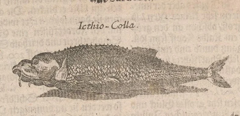 An illustration from Museum museorum, oder, Vollständige Schau Bühne aller Materialien und Specereyen : nebst deren natürlichen Beschreibung, Election, Nutzen und Gebrauch, aus andern Material-Kunst-und Naturalien-Kammern, oost-und-west-indischen Reiss-Beschreibungen ... : wie auch selbst-eigenen Erfahrung, zum Vorschub der studirenden Jugend, Materialisten ... u.s.w. also verfasset, und mit etlich hundert sauberen Kupfferstücken unter Augen geleget, 1714, leaf 529