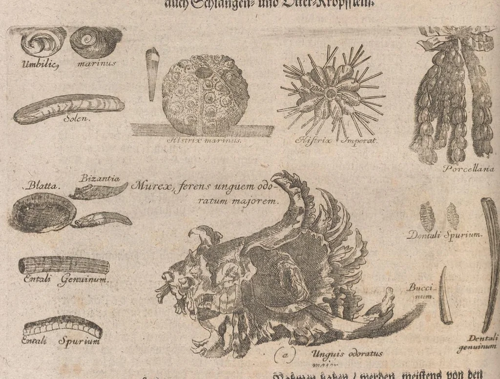 An illustration from Museum museorum, oder, Vollständige Schau Bühne aller Materialien und Specereyen : nebst deren natürlichen Beschreibung, Election, Nutzen und Gebrauch, aus andern Material-Kunst-und Naturalien-Kammern, oost-und-west-indischen Reiss-Beschreibungen ... : wie auch selbst-eigenen Erfahrung, zum Vorschub der studirenden Jugend, Materialisten ... u.s.w. also verfasset, und mit etlich hundert sauberen Kupfferstücken unter Augen geleget, 1714, leaf 545