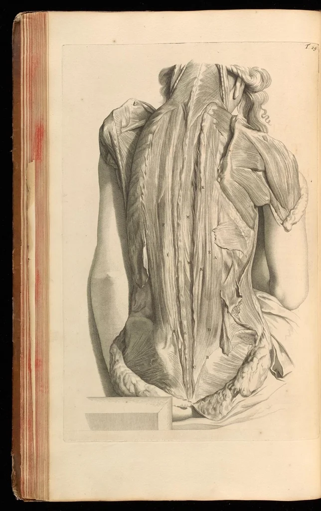 An illustration from Godefridi Bidloo, medicinae doctoris & chirurgi, Anatomia humani corporis : centum & quinque tabulis, per artificiosiss. G. de Lairesse ad vivum delineatis, demonstrata, veterum recentiorumque inventis explicata plurimisque hactenus non detectis, illustrata, 1685, leaf 111
