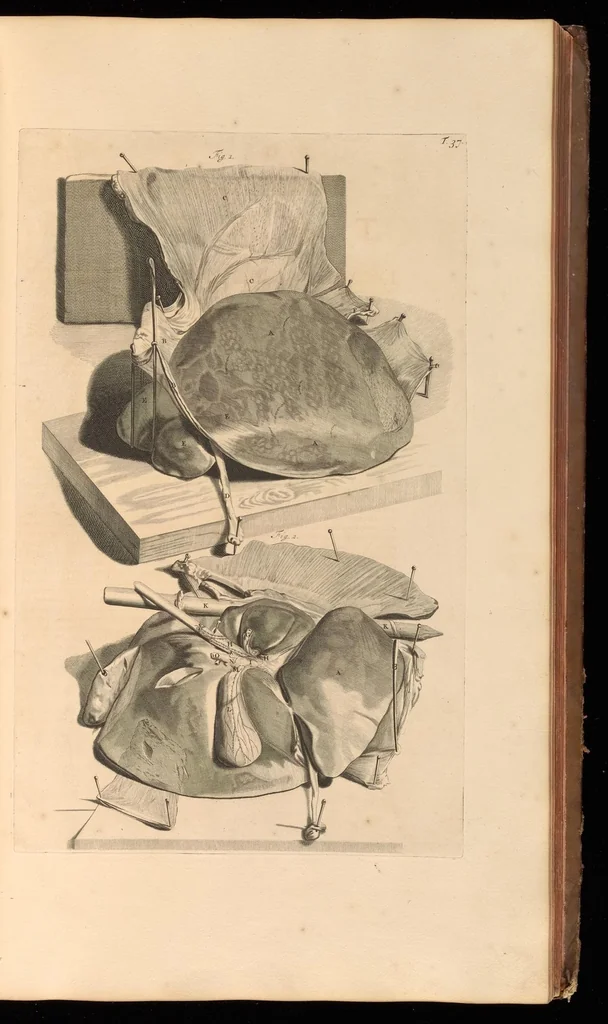 An illustration from Godefridi Bidloo, medicinae doctoris & chirurgi, Anatomia humani corporis : centum & quinque tabulis, per artificiosiss. G. de Lairesse ad vivum delineatis, demonstrata, veterum recentiorumque inventis explicata plurimisque hactenus non detectis, illustrata, 1685, leaf 136