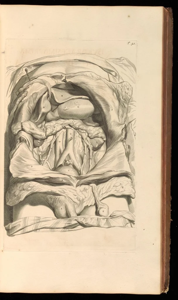 An illustration from Godefridi Bidloo, medicinae doctoris & chirurgi, Anatomia humani corporis : centum & quinque tabulis, per artificiosiss. G. de Lairesse ad vivum delineatis, demonstrata, veterum recentiorumque inventis explicata plurimisque hactenus non detectis, illustrata, 1685, leaf 148