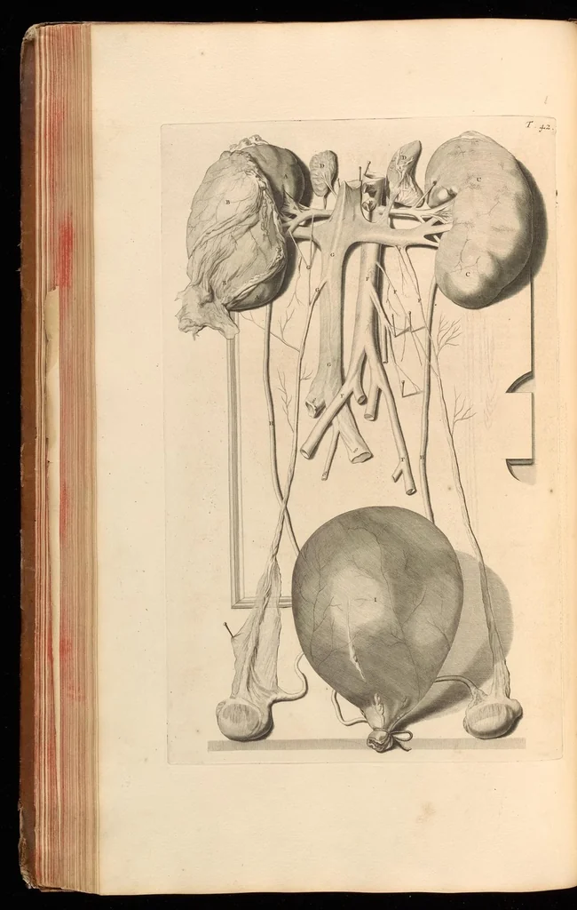 An illustration from Godefridi Bidloo, medicinae doctoris & chirurgi, Anatomia humani corporis : centum & quinque tabulis, per artificiosiss. G. de Lairesse ad vivum delineatis, demonstrata, veterum recentiorumque inventis explicata plurimisque hactenus non detectis, illustrata, 1685, leaf 151