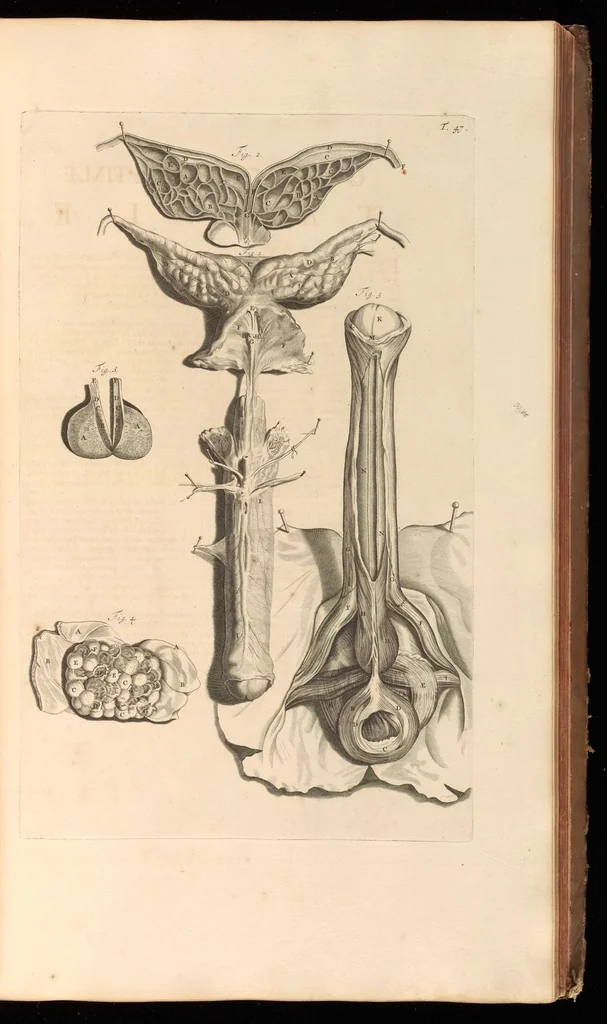 An illustration from Godefridi Bidloo, medicinae doctoris & chirurgi, Anatomia humani corporis : centum & quinque tabulis, per artificiosiss. G. de Lairesse ad vivum delineatis, demonstrata, veterum recentiorumque inventis explicata plurimisque hactenus non detectis, illustrata, 1685, leaf 166