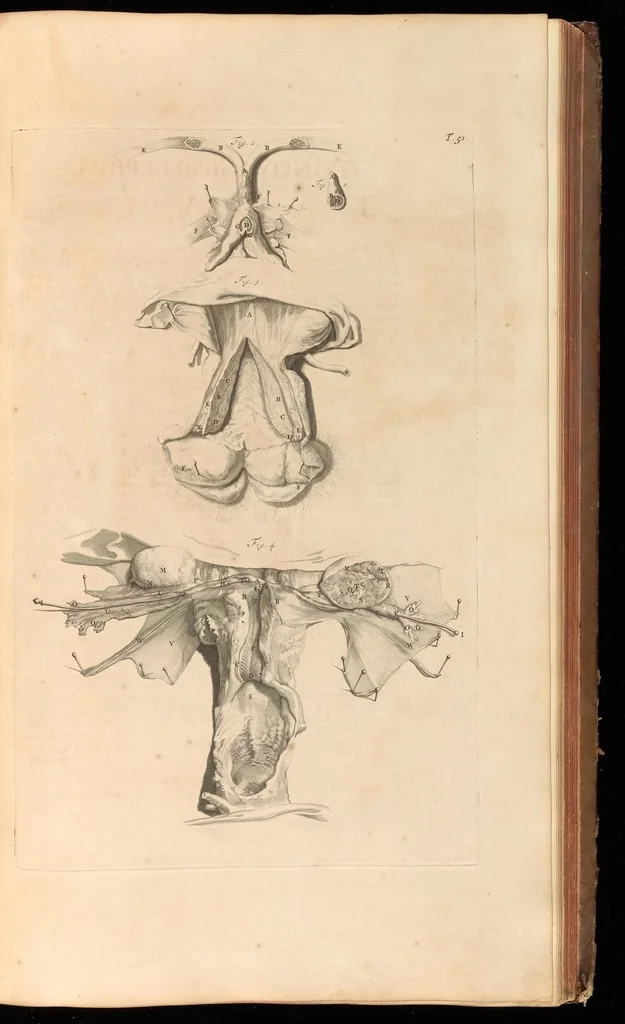 An illustration from Godefridi Bidloo, medicinae doctoris & chirurgi, Anatomia humani corporis : centum & quinque tabulis, per artificiosiss. G. de Lairesse ad vivum delineatis, demonstrata, veterum recentiorumque inventis explicata plurimisque hactenus non detectis, illustrata, 1685, leaf 178