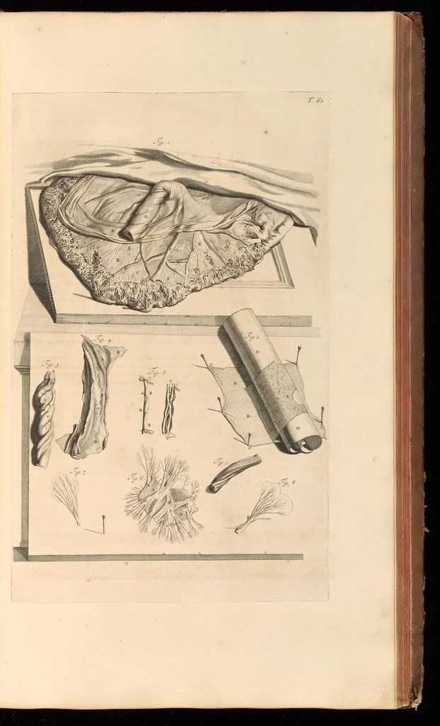 An illustration from Godefridi Bidloo, medicinae doctoris & chirurgi, Anatomia humani corporis : centum & quinque tabulis, per artificiosiss. G. de Lairesse ad vivum delineatis, demonstrata, veterum recentiorumque inventis explicata plurimisque hactenus non detectis, illustrata, 1685, leaf 210