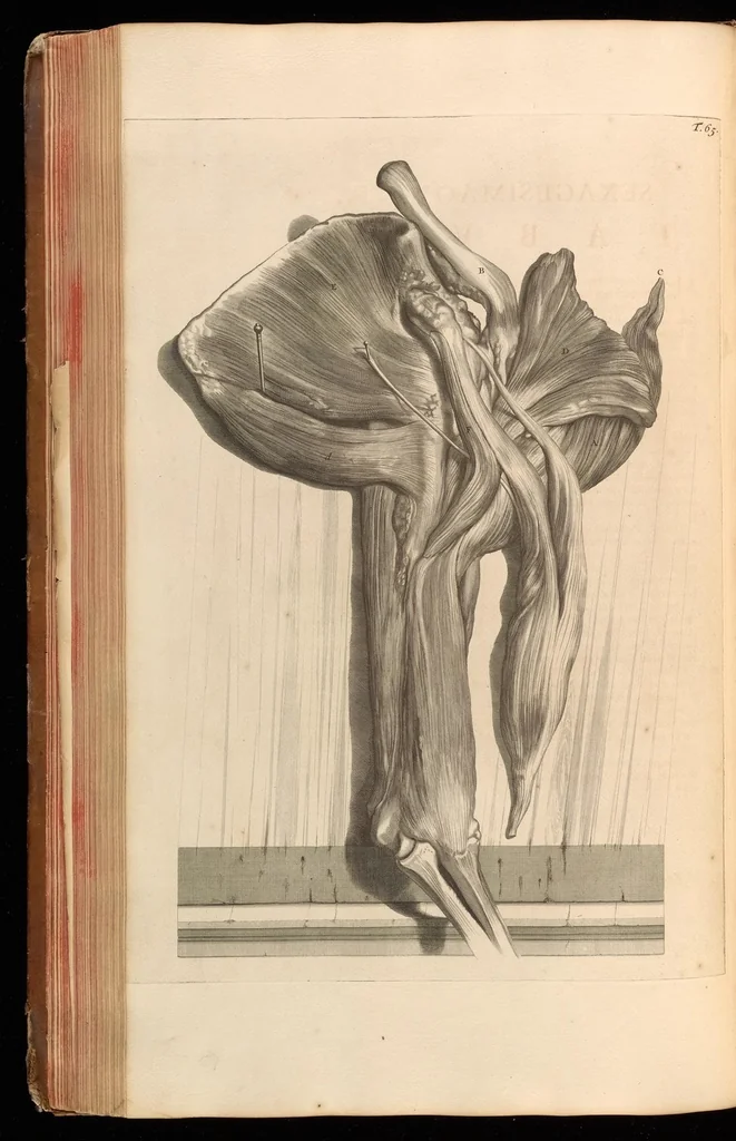 An illustration from Godefridi Bidloo, medicinae doctoris & chirurgi, Anatomia humani corporis : centum & quinque tabulis, per artificiosiss. G. de Lairesse ad vivum delineatis, demonstrata, veterum recentiorumque inventis explicata plurimisque hactenus non detectis, illustrata, 1685, leaf 225