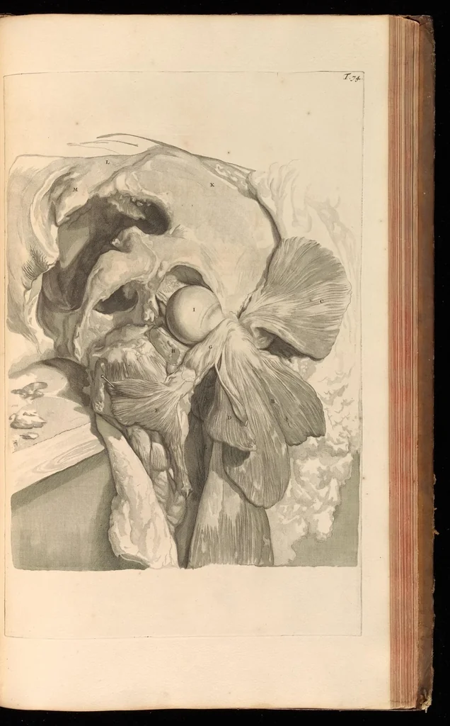 An illustration from Godefridi Bidloo, medicinae doctoris & chirurgi, Anatomia humani corporis : centum & quinque tabulis, per artificiosiss. G. de Lairesse ad vivum delineatis, demonstrata, veterum recentiorumque inventis explicata plurimisque hactenus non detectis, illustrata, 1685, leaf 252