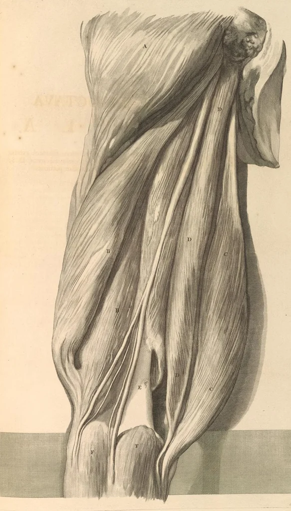 An illustration from Godefridi Bidloo, medicinae doctoris & chirurgi, Anatomia humani corporis : centum & quinque tabulis, per artificiosiss. G. de Lairesse ad vivum delineatis, demonstrata, veterum recentiorumque inventis explicata plurimisque hactenus non detectis, illustrata, 1685, leaf 264