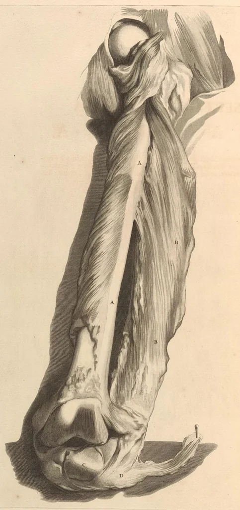 An illustration from Godefridi Bidloo, medicinae doctoris & chirurgi, Anatomia humani corporis : centum & quinque tabulis, per artificiosiss. G. de Lairesse ad vivum delineatis, demonstrata, veterum recentiorumque inventis explicata plurimisque hactenus non detectis, illustrata, 1685, leaf 267