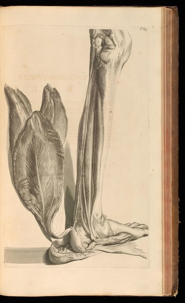An illustration from Godefridi Bidloo, medicinae doctoris & chirurgi, Anatomia humani corporis : centum & quinque tabulis, per artificiosiss. G. de Lairesse ad vivum delineatis, demonstrata, veterum recentiorumque inventis explicata plurimisque hactenus non detectis, illustrata, 1685, leaf 282