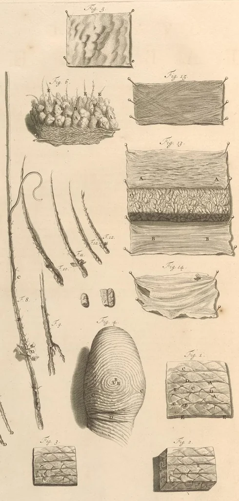 An illustration from Godefridi Bidloo, medicinae doctoris & chirurgi, Anatomia humani corporis : centum & quinque tabulis, per artificiosiss. G. de Lairesse ad vivum delineatis, demonstrata, veterum recentiorumque inventis explicata plurimisque hactenus non detectis, illustrata, 1685, leaf 29
