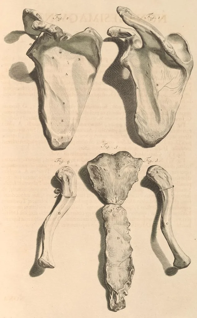 An illustration from Godefridi Bidloo, medicinae doctoris & chirurgi, Anatomia humani corporis : centum & quinque tabulis, per artificiosiss. G. de Lairesse ad vivum delineatis, demonstrata, veterum recentiorumque inventis explicata plurimisque hactenus non detectis, illustrata, 1685, leaf 318